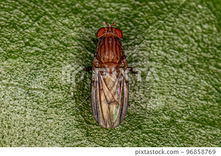 Adult Brachyceran Fly 96858769