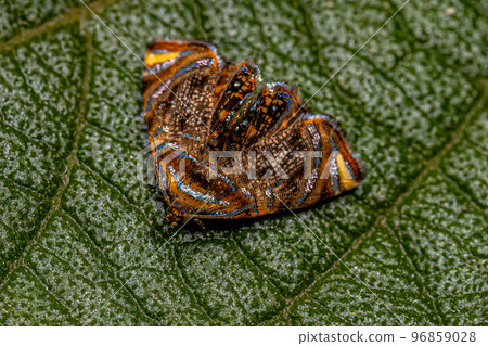 Adult Tortricine Leafroller Moth 96859028