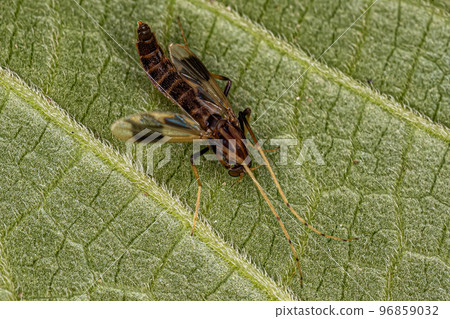 Adult Non-biting Midge Adult Non-biting Midge 96859032