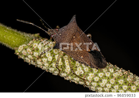 Adult Stink bug 96859033