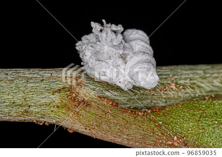 Flatid Insect nymph Flatid Insect nymph 96859035