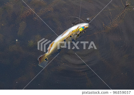 Peacock Bass Fish Peacock Bass Fish 96859037
