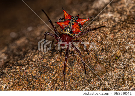 Adult Female Orbweaver Adult Female Orbweaver 96859041
