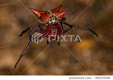 Adult Female Orbweaver Adult Female Orbweaver 96859046