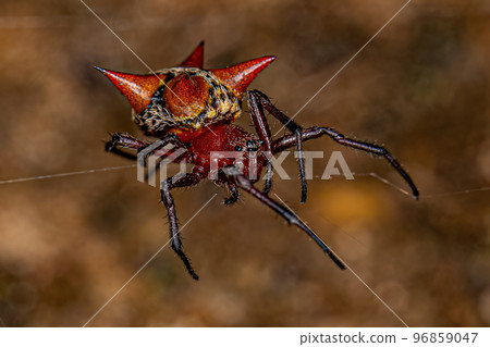 Adult Female Orbweaver Adult Female Orbweaver 96859047