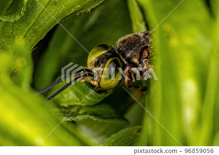 Adult Sand-Loving Wasp 96859056