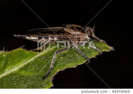 Adult Robber Fly 96859069