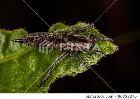 Adult Robber Fly 96859070
