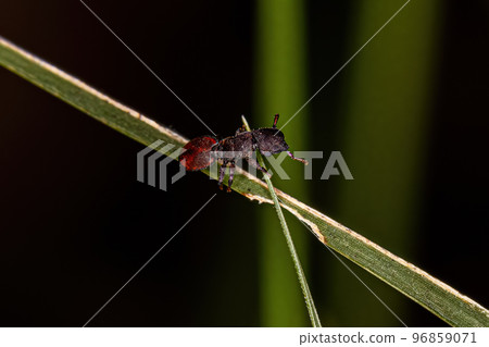 Adult Turtle Ant 96859071