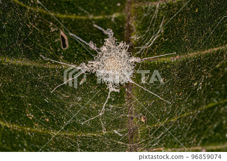 spider egg sac 96859074