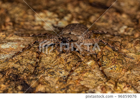 Small Crescent-eyed Spider 96859076