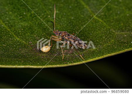 Adult Dirt-colored Seed Bug Adult Dirt-colored Seed Bug 96859080