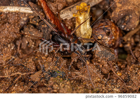 Male Adult Ant mimic Sac Spider Male Adult Ant mimic Sac Spider 96859082
