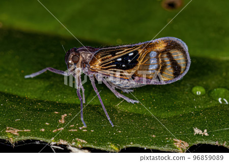 Adult Small Planthopper Insect 96859089