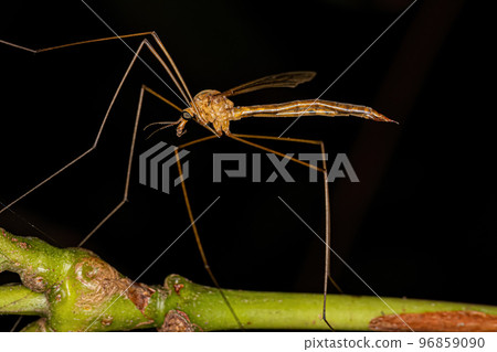 Adult Limoniid Crane Fly Adult Limoniid Crane Fly 96859090