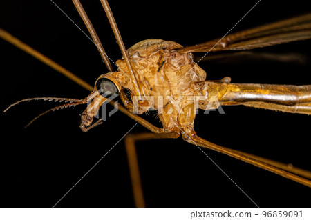 Adult Limoniid Crane Fly Adult Limoniid Crane Fly 96859091