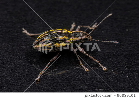 Adult Broad-nosed Weevil Adult Broad-nosed Weevil 96859101