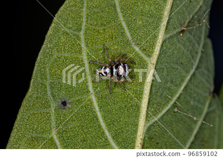 Small Jumping Spider 96859102