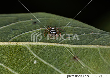 Small Jumping Spider Small Jumping Spider 96859103