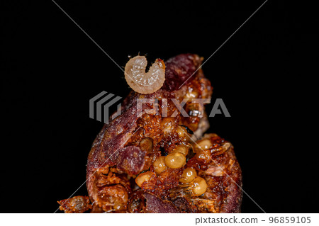 True Weevil Beetle Larva True Weevil Beetle Larva 96859105