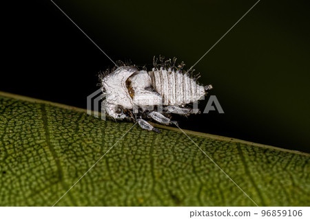 Typical Treehoppers nymph 96859106