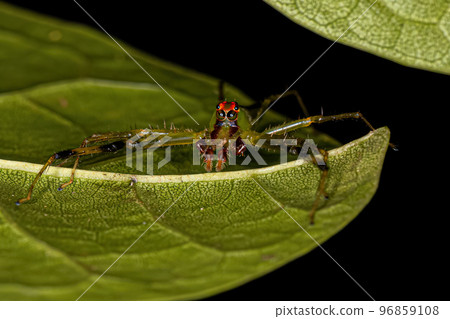 Adult Male Translucent Green Jumping Spider Adult Male Translucent Green Jumping Spider 96859108