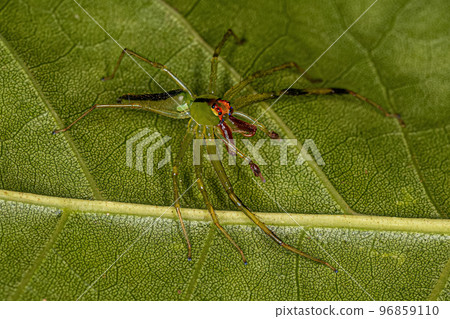 Adult Male Translucent Green Jumping Spider 96859110