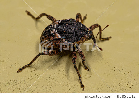 Adult True Weevil Adult True Weevil 96859112
