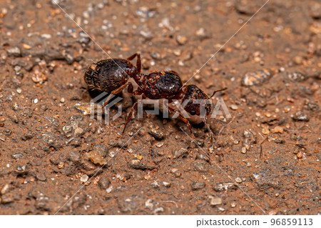 Adult Female Big-headed Ant Queen Adult Female Big-headed Ant Queen 96859113