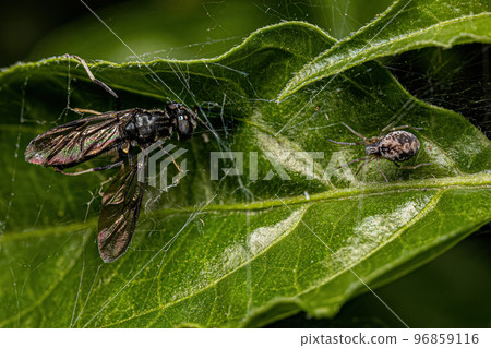 Small Meshweaver Spider preying on an adult soldier fly Small Meshweaver Spider preying on an adult soldier fly 96859116