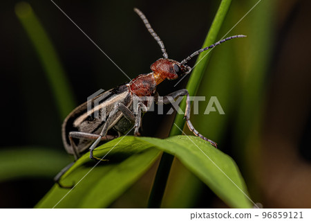 Adult Burning Blister Beetle 96859121