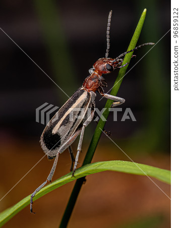 Adult Burning Blister Beetle 96859122