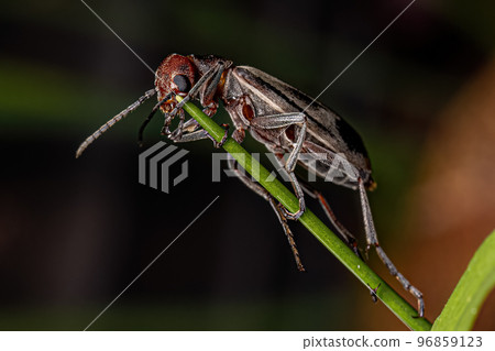 Adult Burning Blister Beetle 96859123