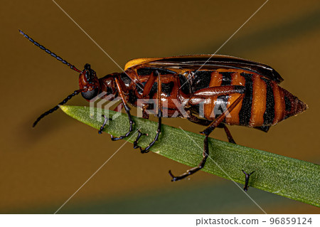 Adult Blister Beetle 96859124