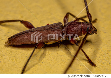 Adult Typical Longhorn Beetle Adult Typical Longhorn Beetle 96859179