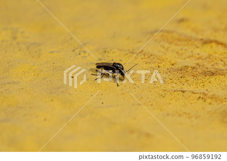 Adult Biting Midge Adult Biting Midge 96859192