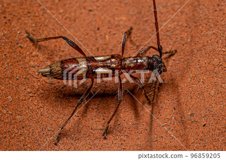 Adult Typical Longhorn Beetle 96859205