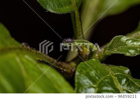 Small Elongate Springtail Arthropod Small Elongate Springtail Arthropod 96859211