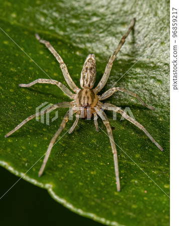 Small Ghost Spider Small Ghost Spider 96859217