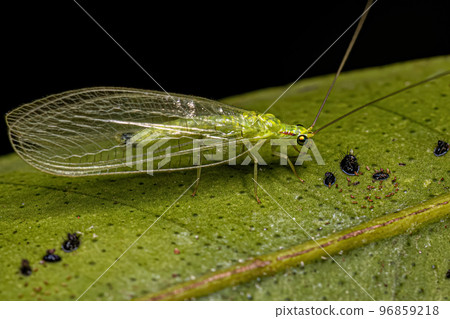 Adult Typical Green Lacewing Adult Typical Green Lacewing 96859218