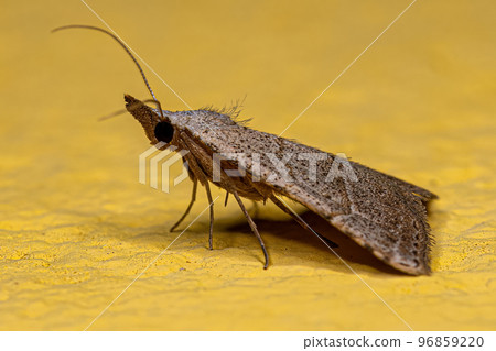 Adult Moth Insect Adult Moth Insect 96859220