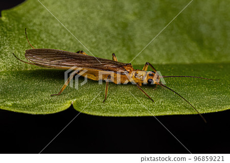 Adult Common Stonefly insect Adult Common Stonefly insect 96859221