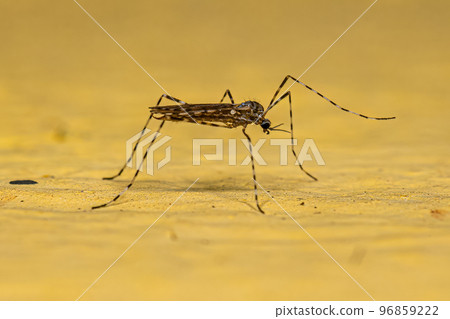 Adult Limoniid Crane Fly 96859222