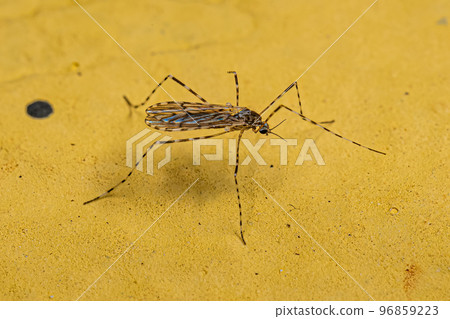 Adult Limoniid Crane Fly 96859223