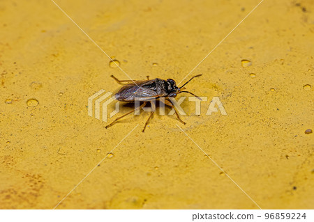 Adult Big-eyed Bug Adult Big-eyed Bug 96859224