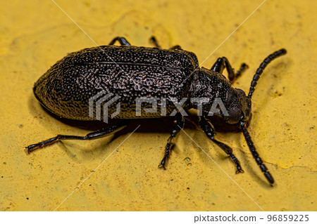 Adult Long-jointed Beetle Adult Long-jointed Beetle 96859225