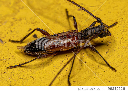 Adult Typical Longhorn Beetle Adult Typical Longhorn Beetle 96859226