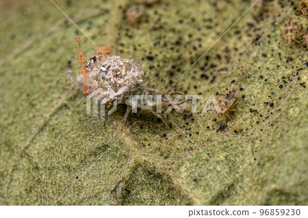 Green Lacewing Larva Green Lacewing Larva 96859230