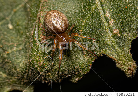 Small Classic Orbweaver Small Classic Orbweaver 96859231