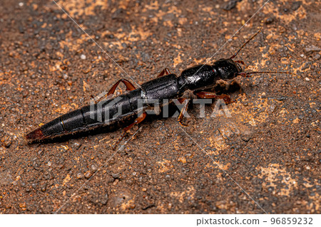 Adult Rove Beetle 96859232
